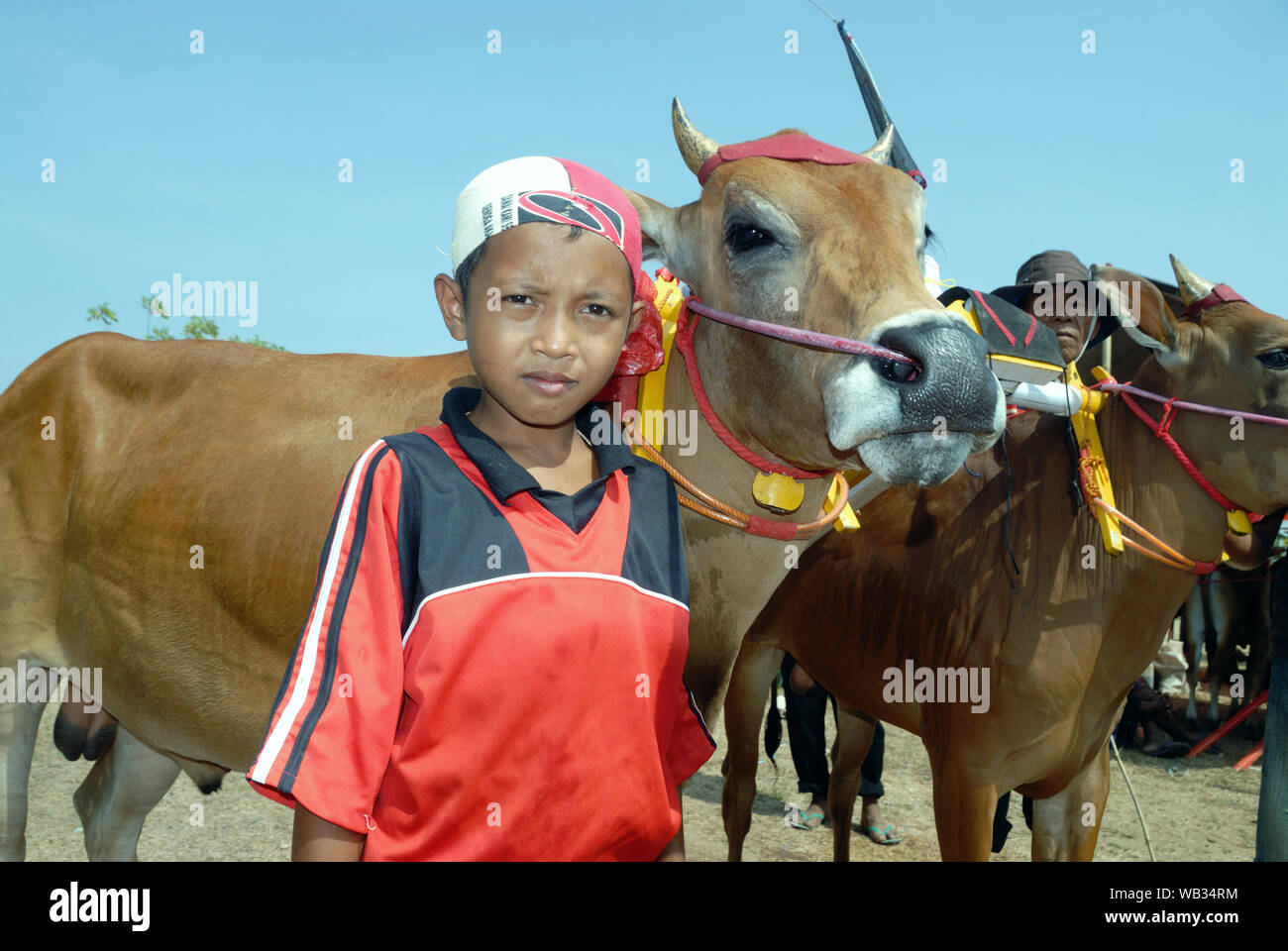 Detail Gambar Karapan Sapi Di Madura Nomer 26