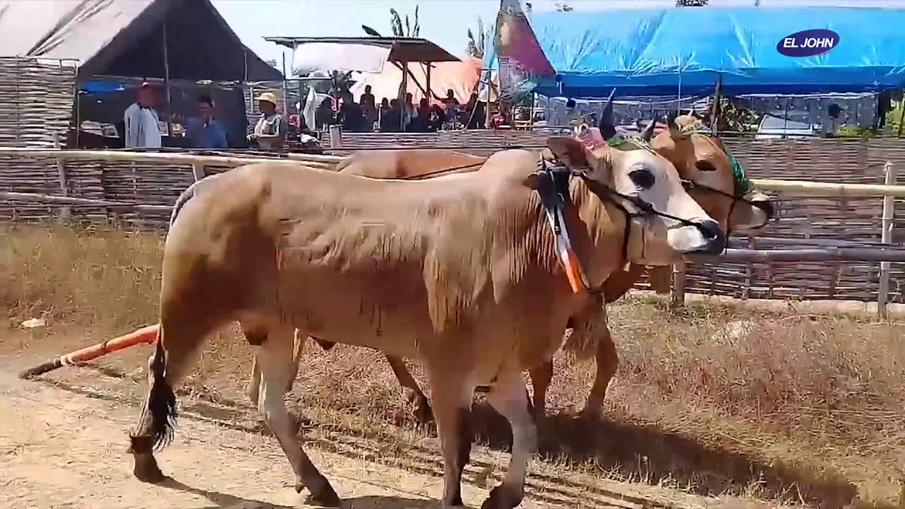 Detail Gambar Karapan Sapi Di Madura Nomer 27