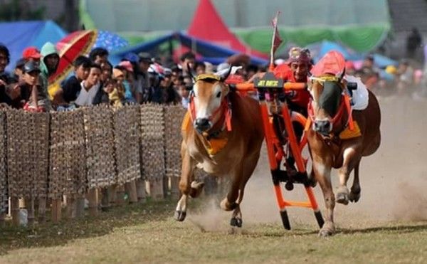 Detail Gambar Karapan Sapi Di Madura Nomer 28