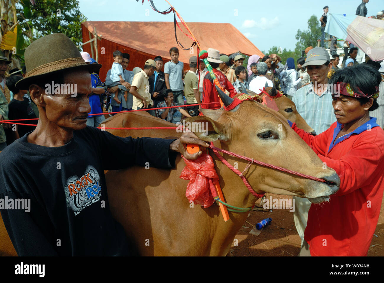 Detail Gambar Karapan Sapi Di Madura Nomer 31