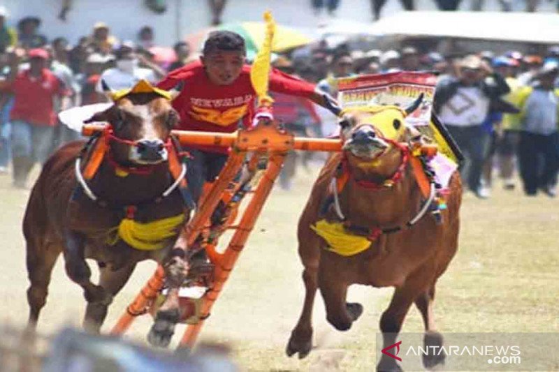 Detail Gambar Karapan Sapi Di Madura Nomer 32