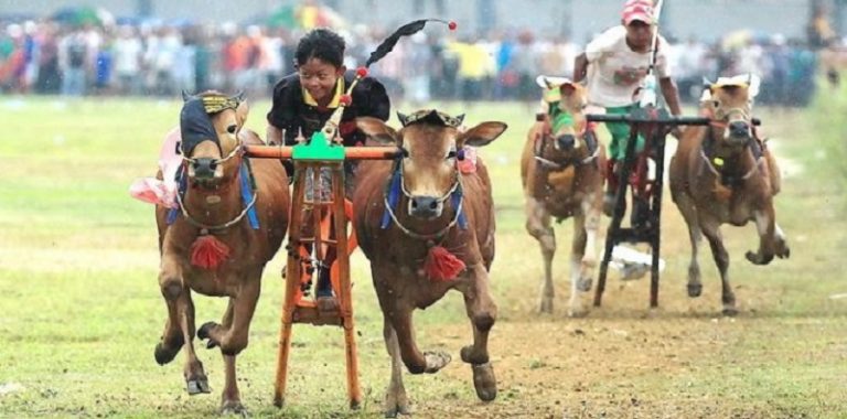 Detail Gambar Karapan Sapi Di Madura Nomer 33