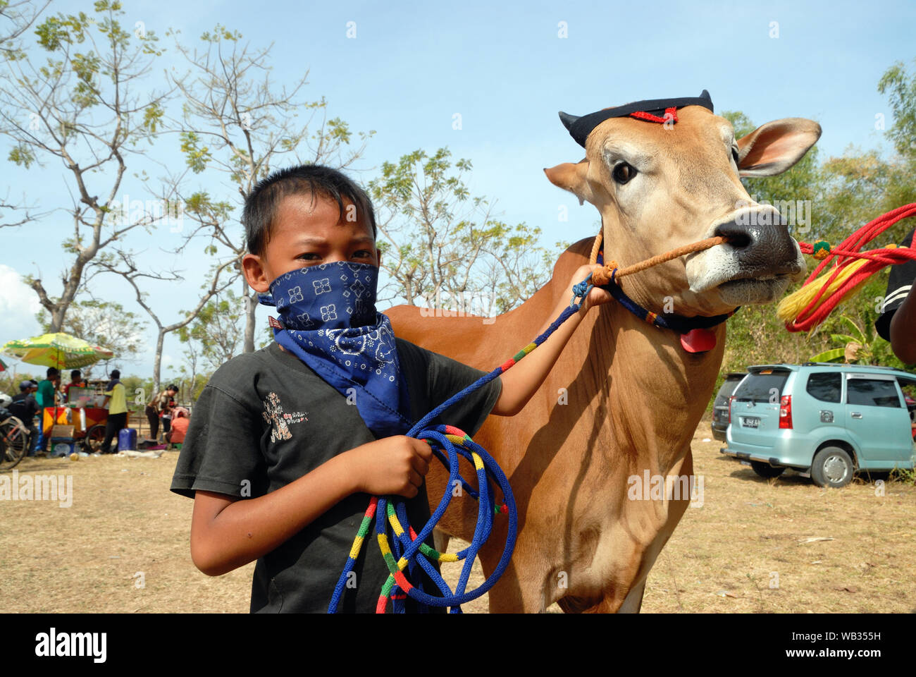 Detail Gambar Karapan Sapi Di Madura Nomer 35