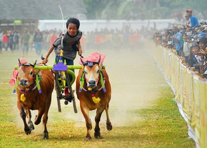 Detail Gambar Karapan Sapi Di Madura Nomer 5