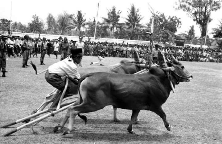 Detail Gambar Karapan Sapi Di Madura Nomer 49