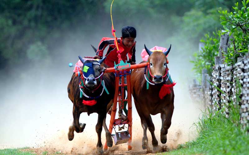 Detail Gambar Karapan Sapi Di Madura Nomer 50