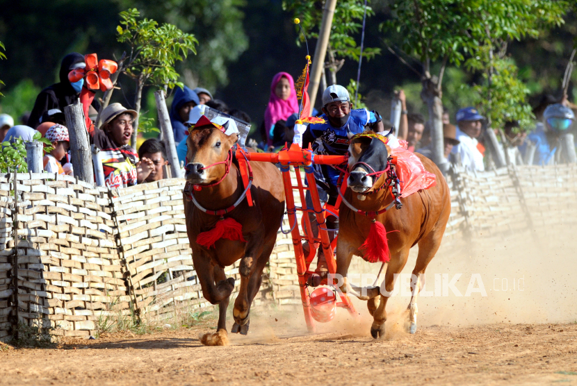 Detail Gambar Karapan Sapi Di Madura Nomer 52