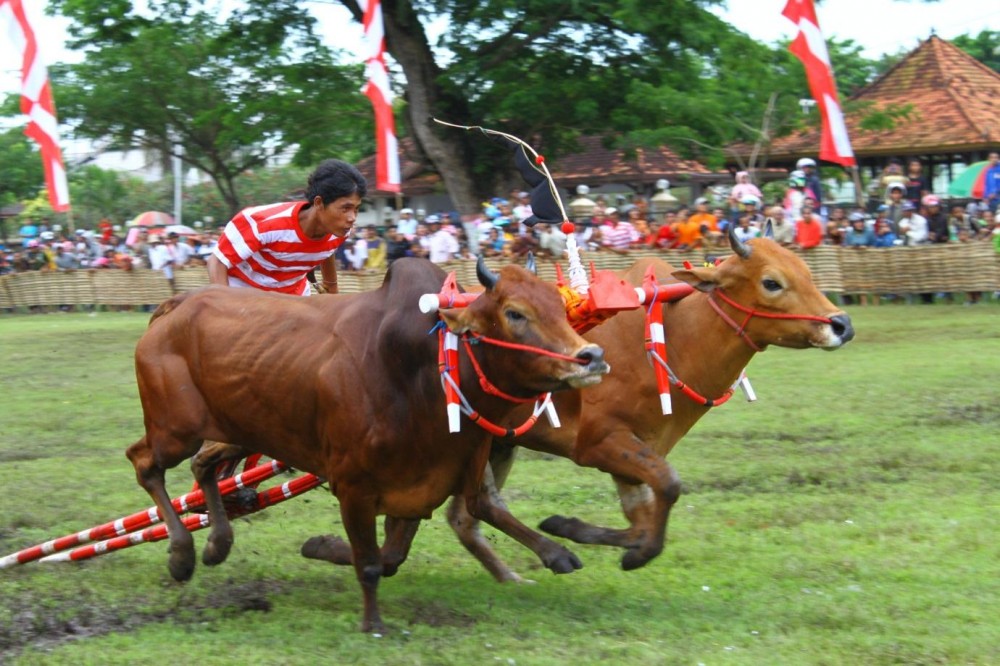 Detail Gambar Karapan Sapi Di Madura Nomer 7