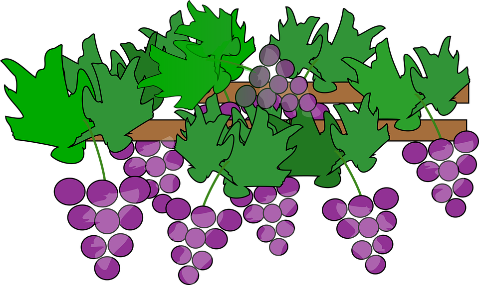 Detail Gambar Karikatur Anggur Nomer 18
