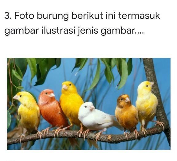 Detail Gambar Karikatur Burung Nomer 52