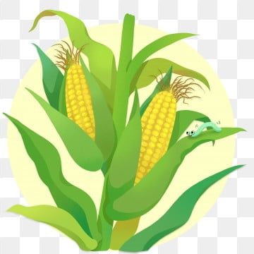 Detail Gambar Karikatur Jagung Nomer 24