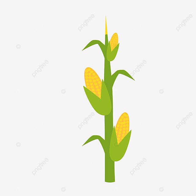 Detail Gambar Karikatur Jagung Nomer 47