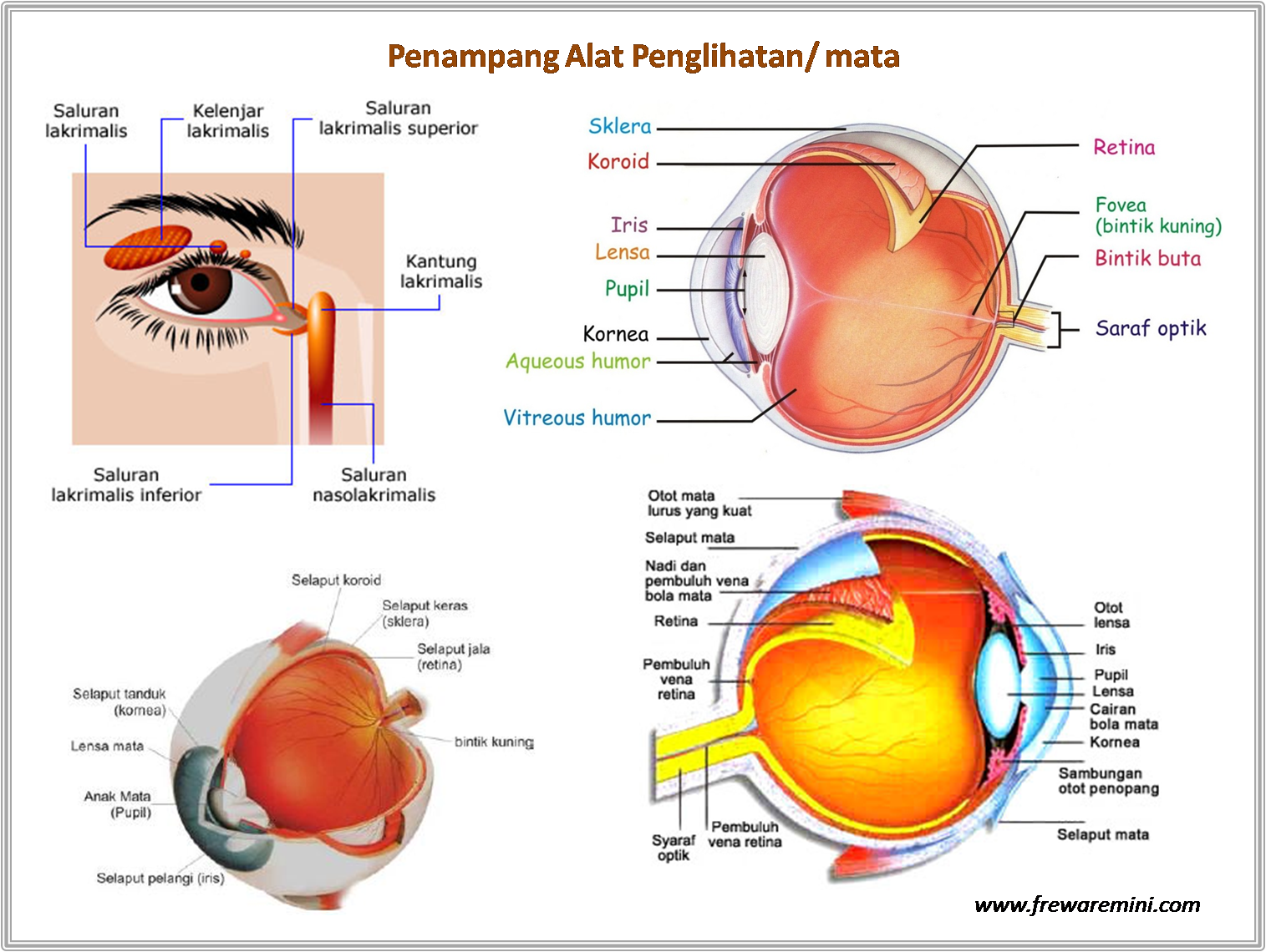 Detail Gambar Karikatur Panca Indra Nomer 52