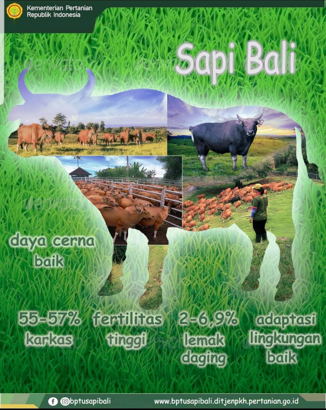 Detail Gambar Karkas Sapi Nomer 15