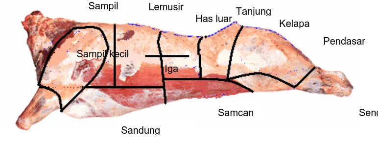 Detail Gambar Karkas Sapi Nomer 19