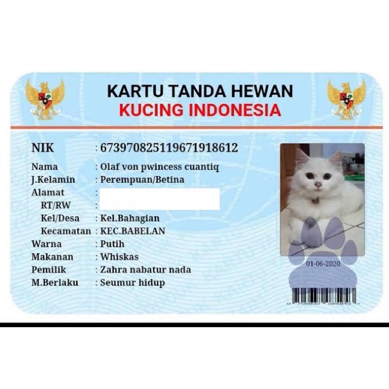 Detail Gambar Kartu Kucing Nomer 18