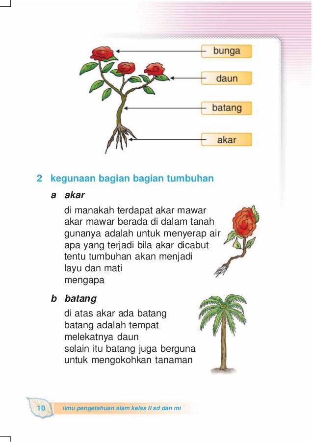 Detail Gambar Kartun Akar Bunga Mawar Nomer 7