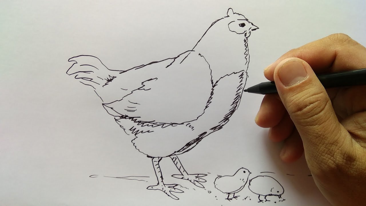 Detail Gambar Kartun Ayam Betina Nomer 36