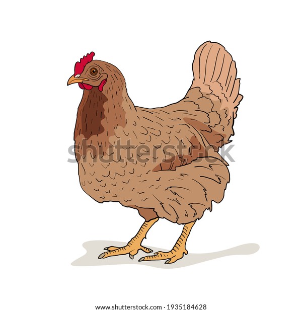 Detail Gambar Kartun Ayam Betina Nomer 52
