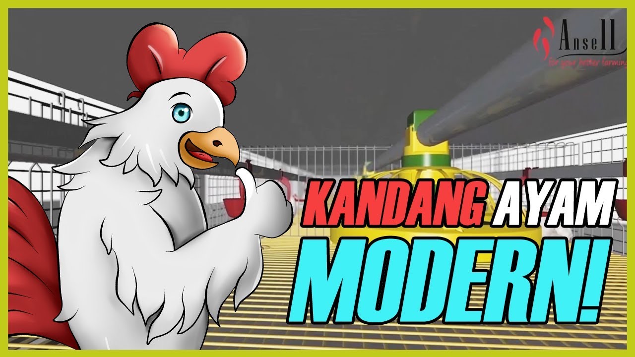 Detail Gambar Kartun Ayam Pedaging Nomer 11