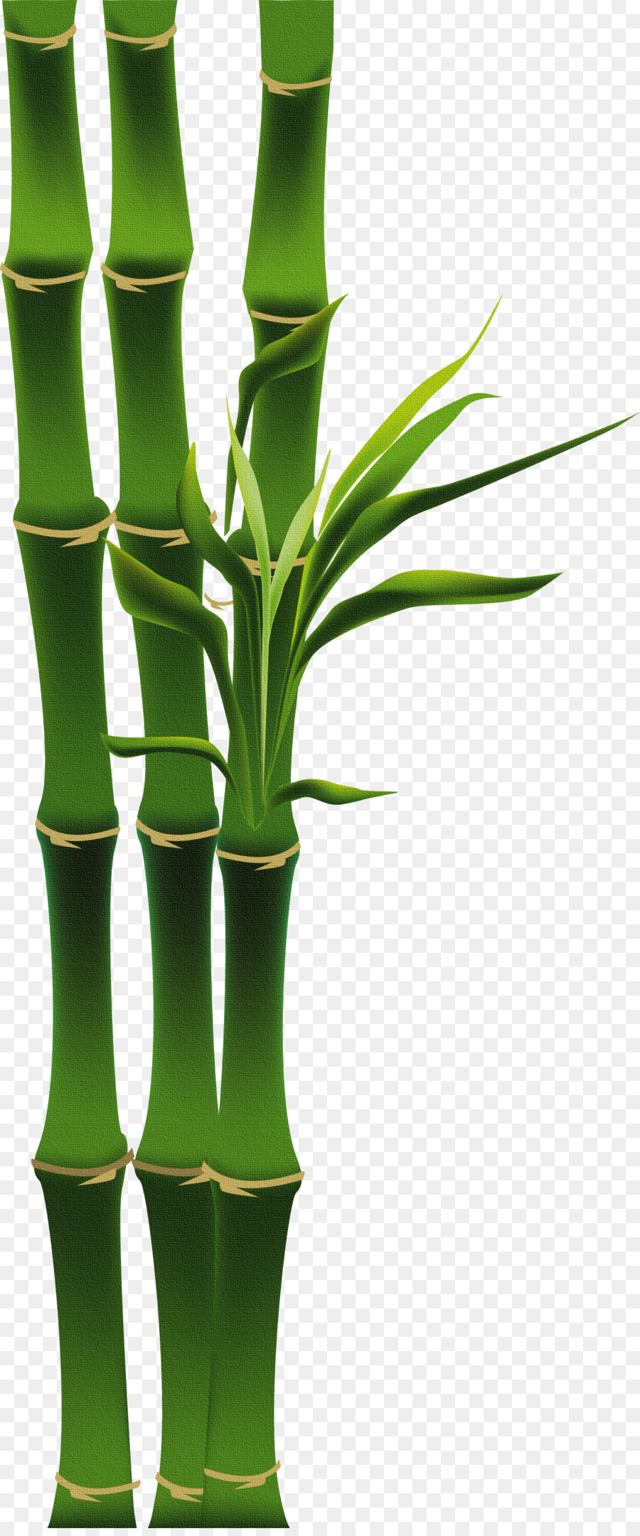 Detail Gambar Kartun Bambu Nomer 13