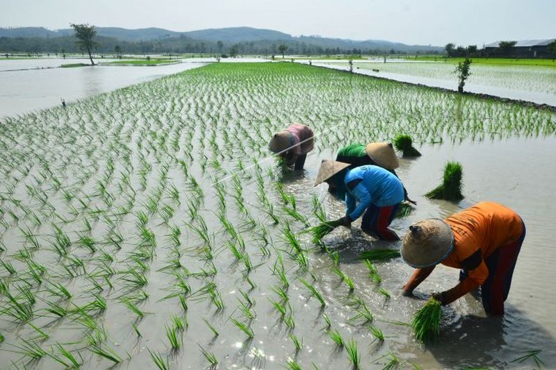 Detail Gambar Kartun Belajar Pekerja Perkebunan Nomer 29