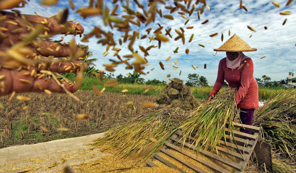 Detail Gambar Kartun Belajar Pekerja Perkebunan Nomer 35