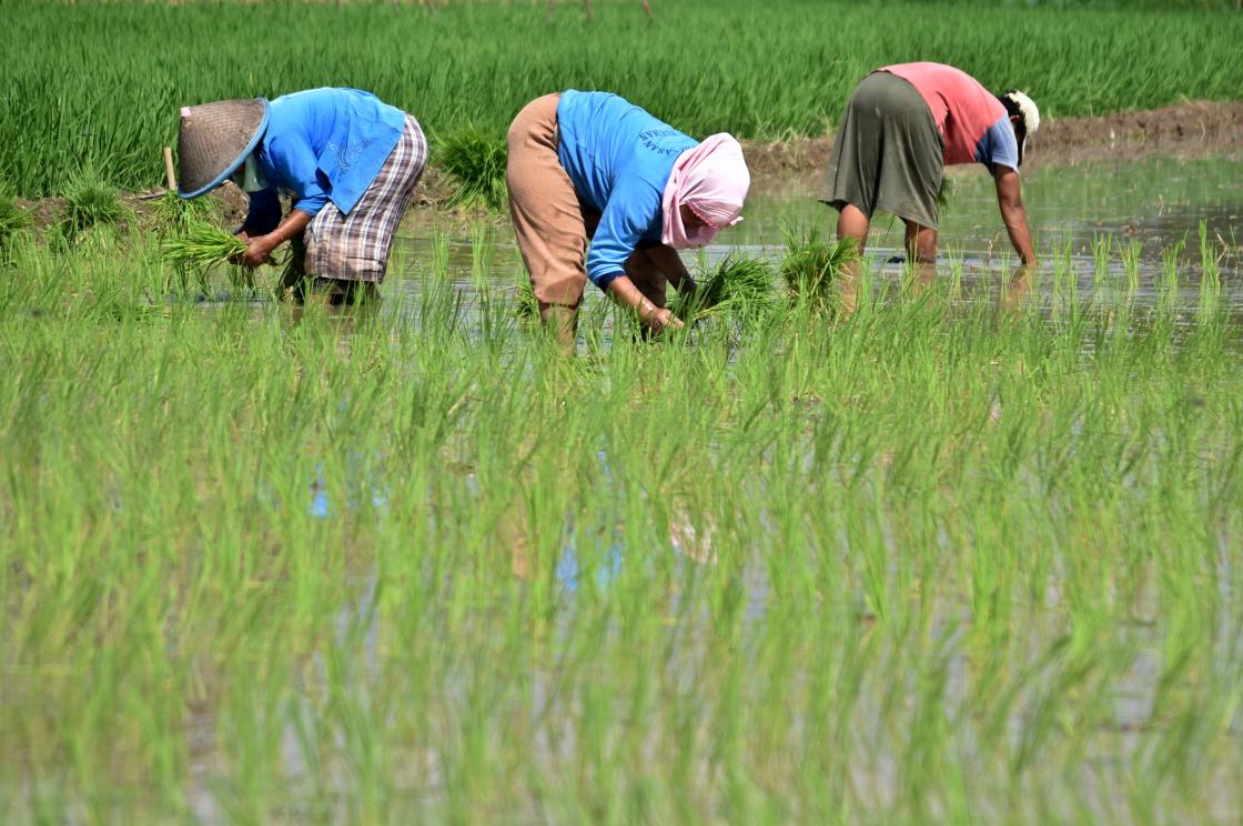 Detail Gambar Kartun Belajar Pekerja Perkebunan Nomer 37