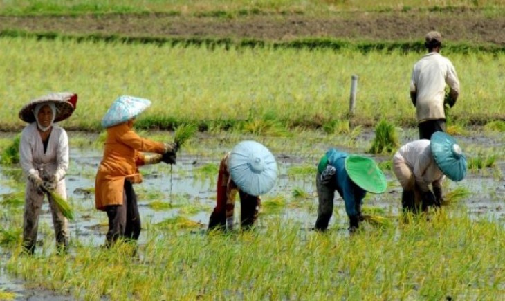 Detail Gambar Kartun Belajar Pekerja Perkebunan Nomer 43