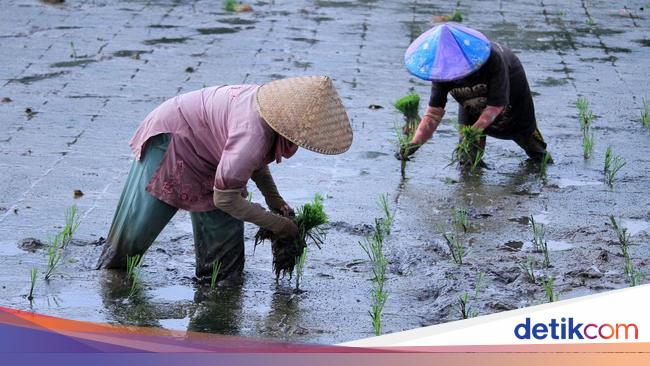 Detail Gambar Kartun Belajar Pekerja Perkebunan Nomer 53