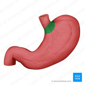 Detail Anatomie Lymphknoten Hals Nomer 13