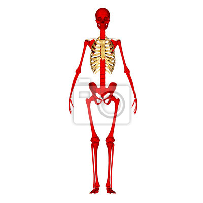 Detail Anatomie Lymphknoten Hals Nomer 16