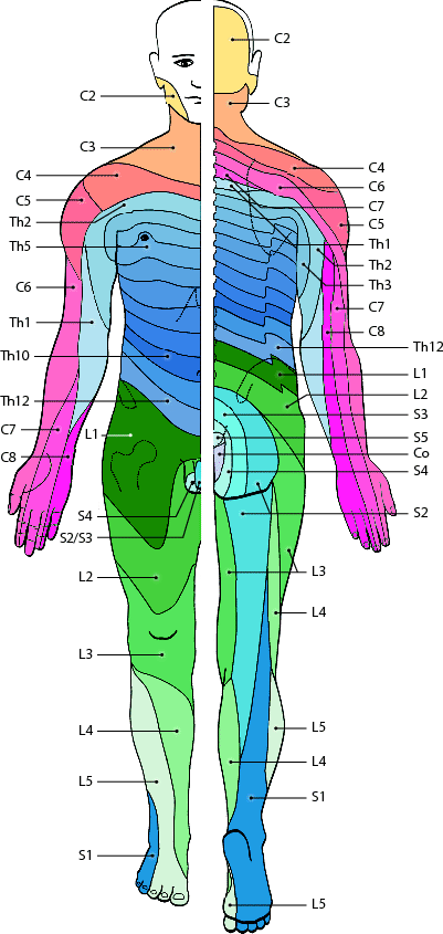 Detail Anatomie Lymphknoten Hals Nomer 17