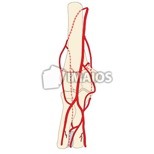 Detail Anatomie Lymphknoten Hals Nomer 22