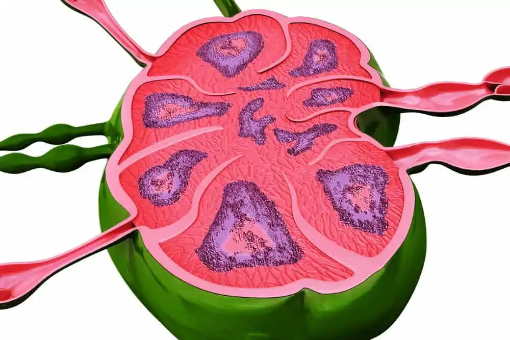 Detail Anatomie Lymphknoten Hals Nomer 8