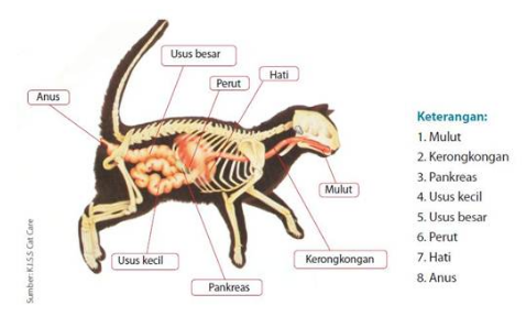 Detail Contoh Laporan Hasil Observasi Singkat Nomer 43