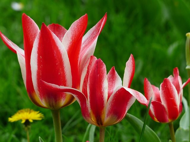 Detail Contoh Lukisan Bunga Tulip Merah Nomer 27