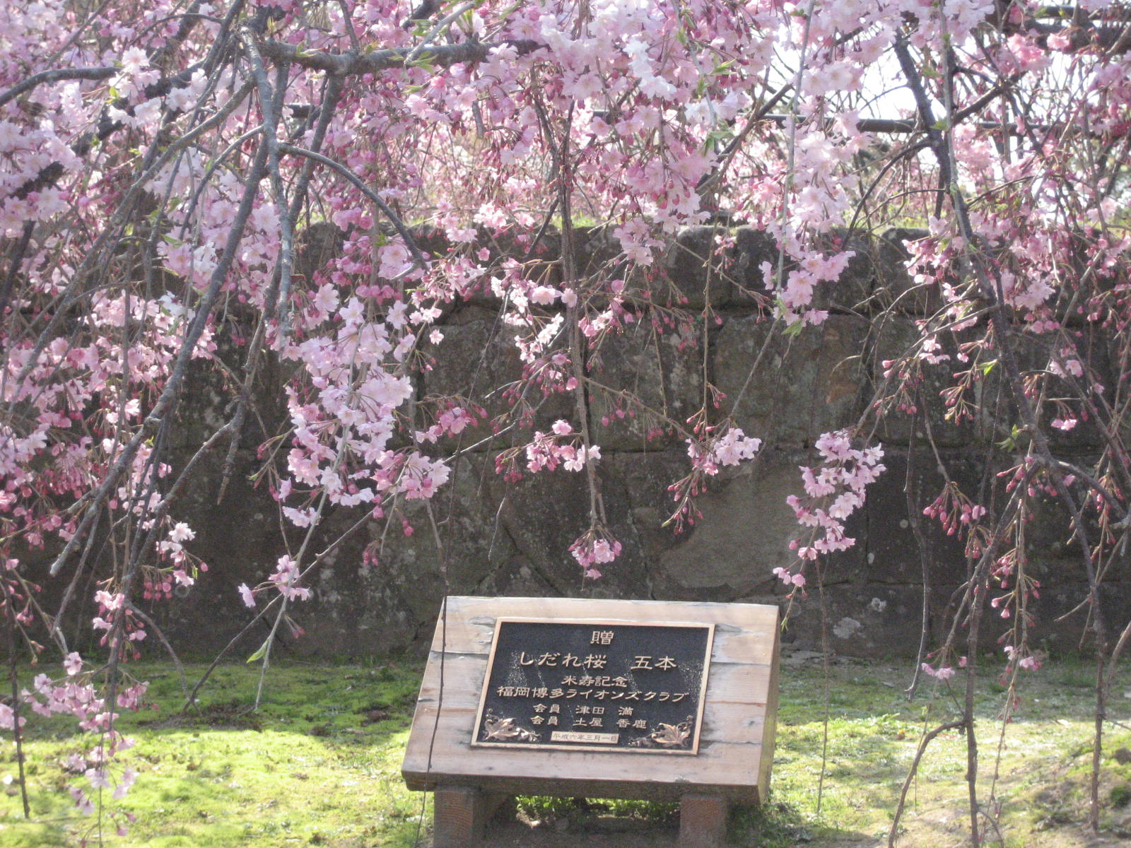 Detail Contoh Lukisan Taman Bunga Sakura Nomer 36