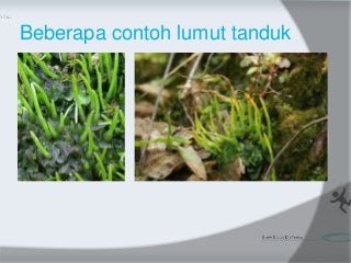 Detail Contoh Lumut Tanduk Nomer 32