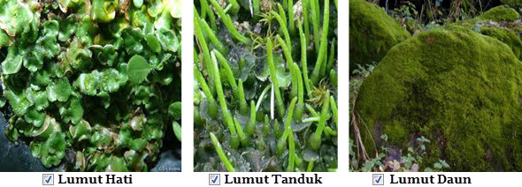 Detail Contoh Lumut Tanduk Nomer 49