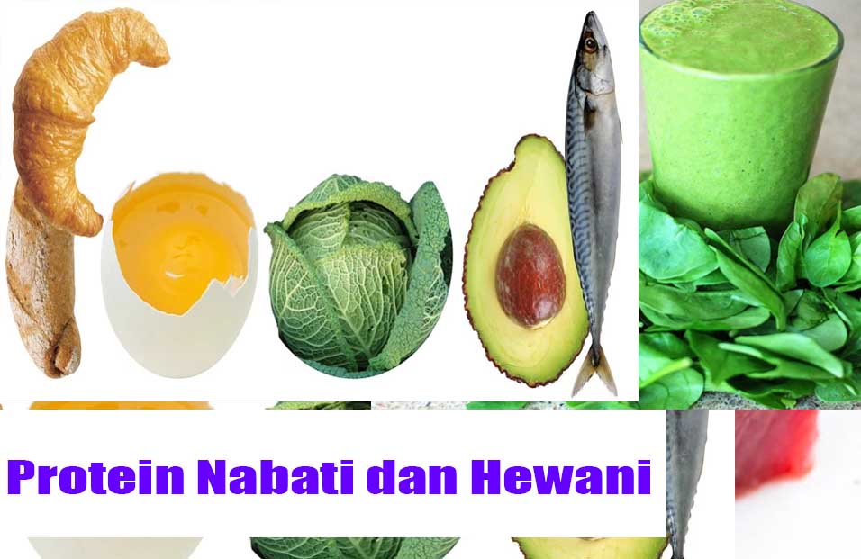 Detail Contoh Makanan Protein Nomer 47