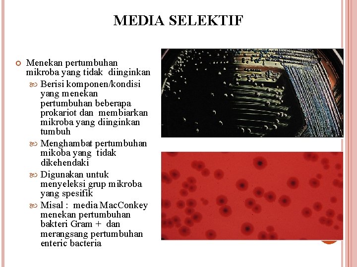 Detail Contoh Media Selektif Nomer 5