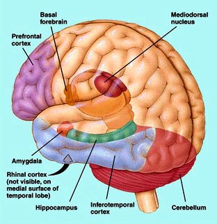 Detail Contoh Memori Jangka Panjang Nomer 32