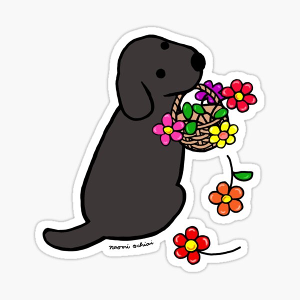 Dunkler Labrador - KibrisPDR
