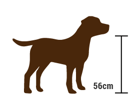 Detail Dunkler Labrador Nomer 7