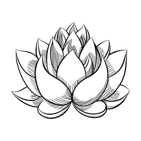 Detail Lotus Flower Drawing Nomer 2