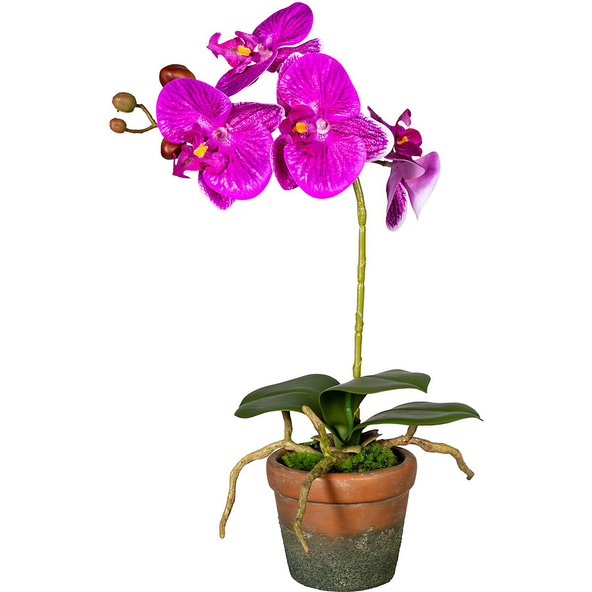 Detail Orchideen Regal Nomer 17
