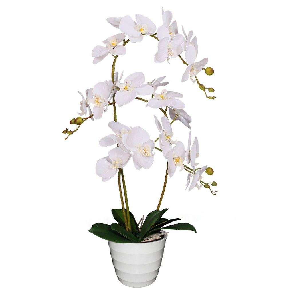 Detail Orchideen Regal Nomer 24