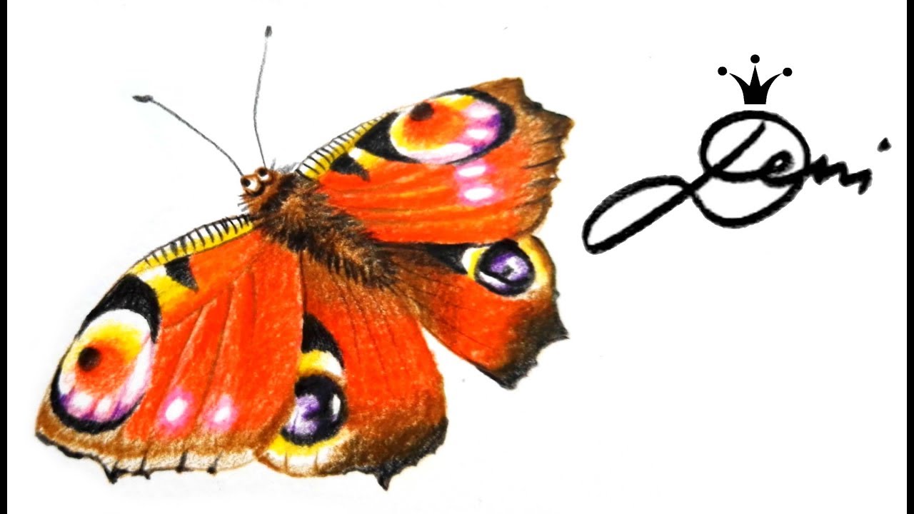 Detail Schmetterling Auf Blume Zeichnen Nomer 9