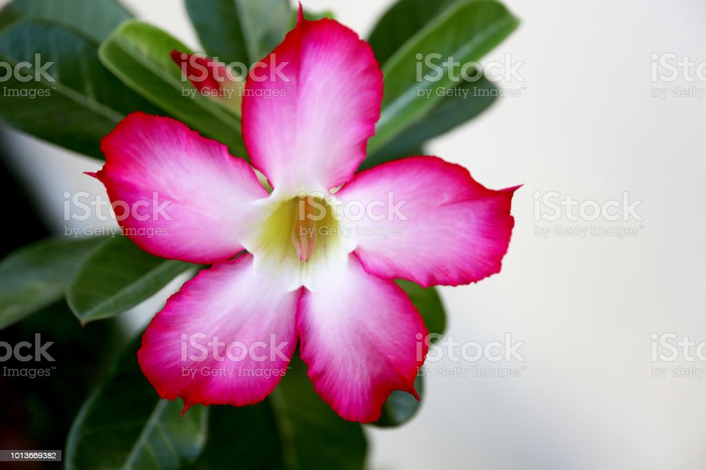 Detail Gambar Kartun Bunga Adenium Nomer 15